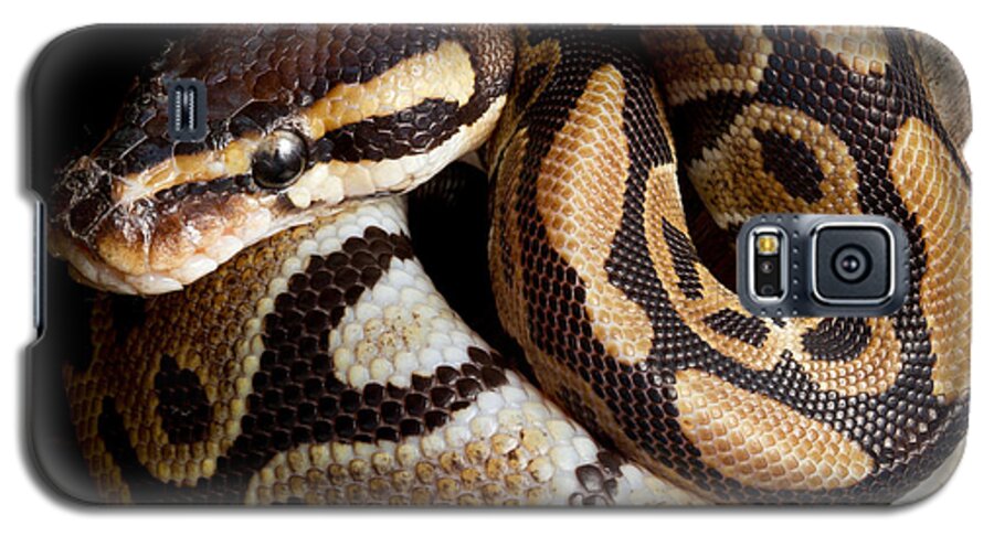 Ball Python Galaxy S5 Case featuring the photograph Ball Python Python Regius by David Kenny