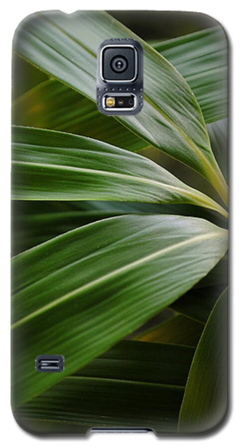 Bamboo Galaxy S5 Case featuring the photograph Bamboo Foliage Pseudosasa japonica by Nathan Abbott
