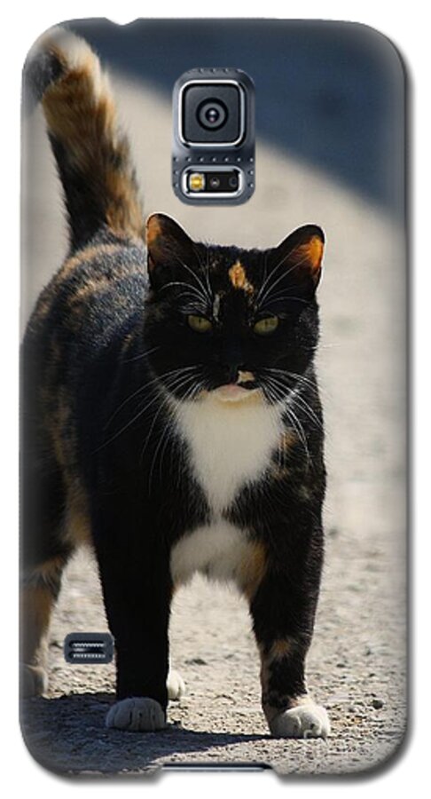 Cat Galaxy S5 Case featuring the photograph Barn Cat Stare by Veronica Batterson