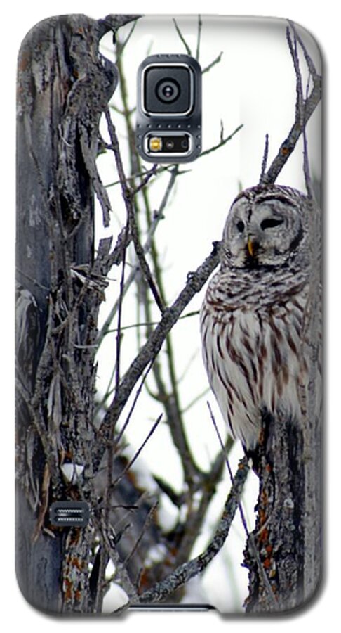 Owl Galaxy S5 Case featuring the photograph Barred Owl 2 by Steven Clipperton