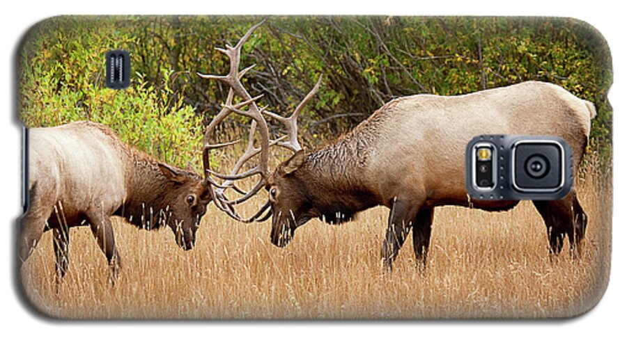 Elk Galaxy S5 Case featuring the photograph Battling Bulls by Jim Garrison