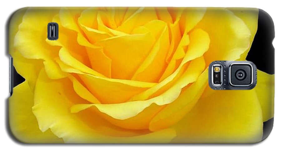 Rose Galaxy S5 Case featuring the photograph Beautiful Yellow Rose Flower on Black Background by Taiche Acrylic Art