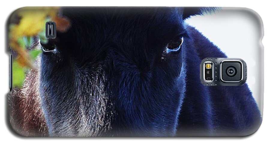 Cow Pictures Galaxy S5 Case featuring the photograph Beauty in the Woods by J L Zarek