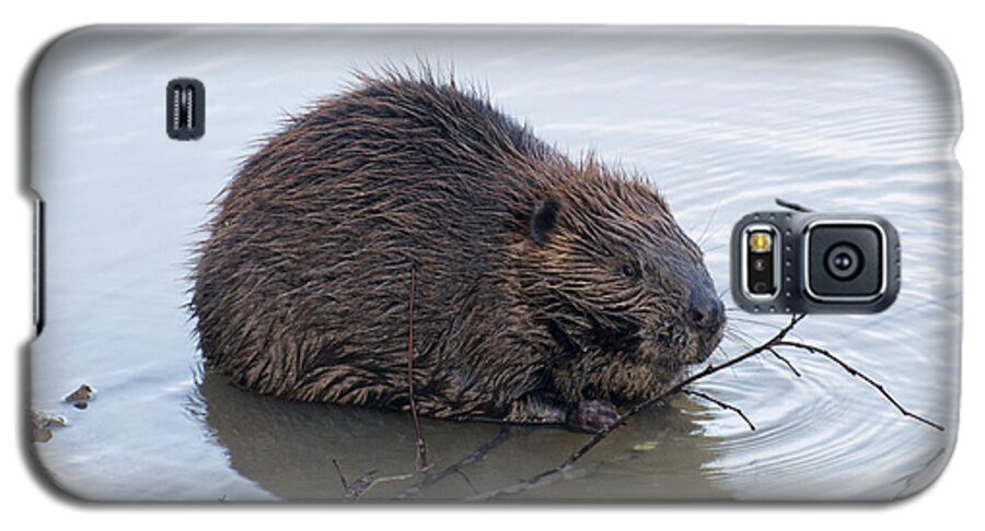 Beaver Galaxy S5 Case featuring the photograph Beaver Chewing On Twig by Flees Photos