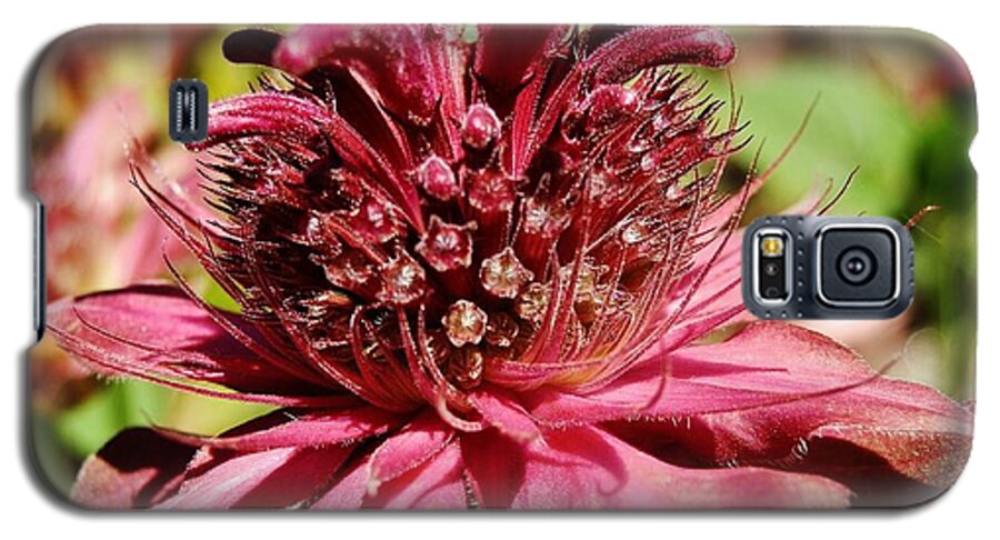Bee Balm Galaxy S5 Case featuring the photograph Bee Balm Details by VLee Watson