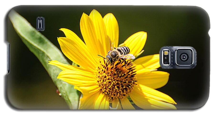 Flower Galaxy S5 Case featuring the photograph Bee flower by John Johnson