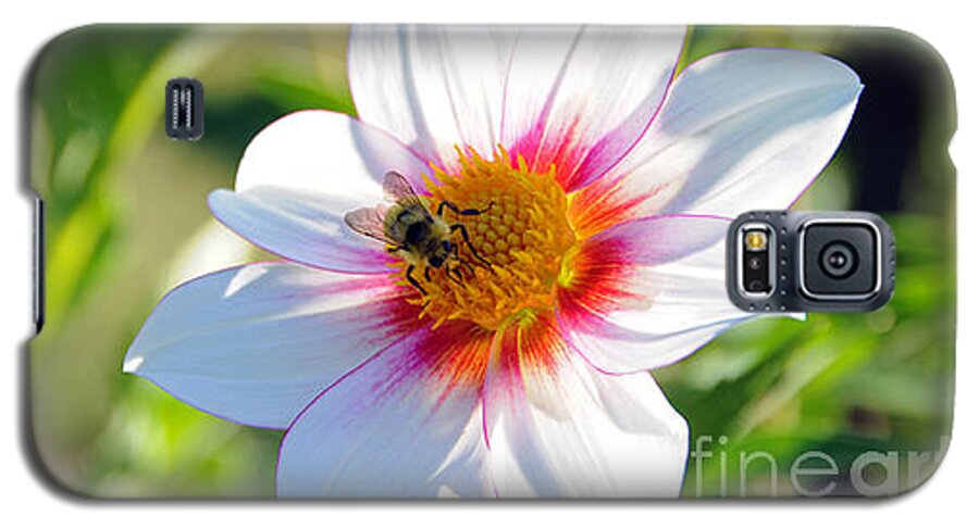 Honey Bee Galaxy S5 Case featuring the photograph Bee on Dahlia by Sarah Schroder
