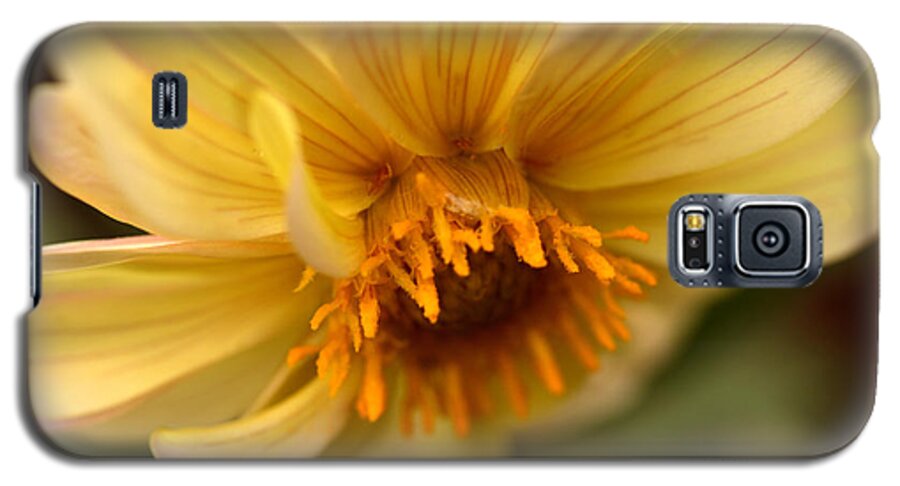 Dahlia Galaxy S5 Case featuring the photograph Bee Trap by Wanda Brandon