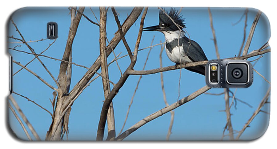 Belted Kingfisher Galaxy S5 Case featuring the photograph Belted Kingfisher 4 by Ernest Echols