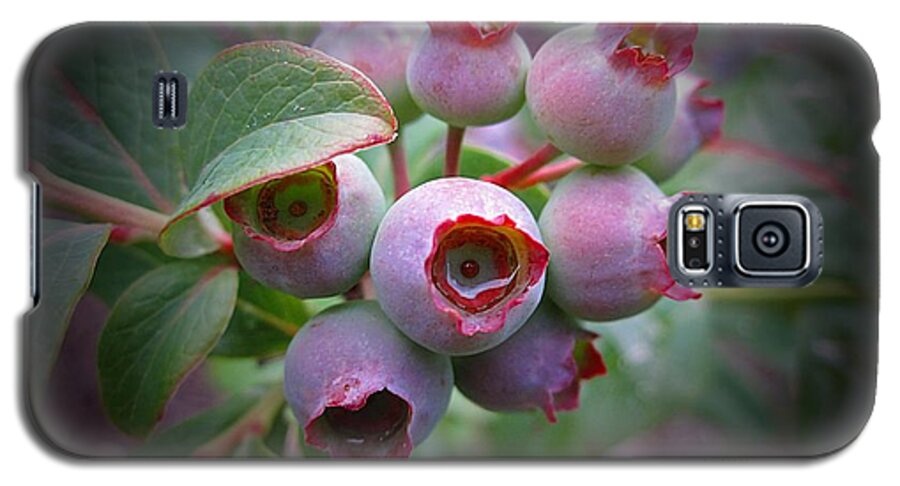 Blueberries Galaxy S5 Case featuring the photograph Berry Unripe by MTBobbins Photography