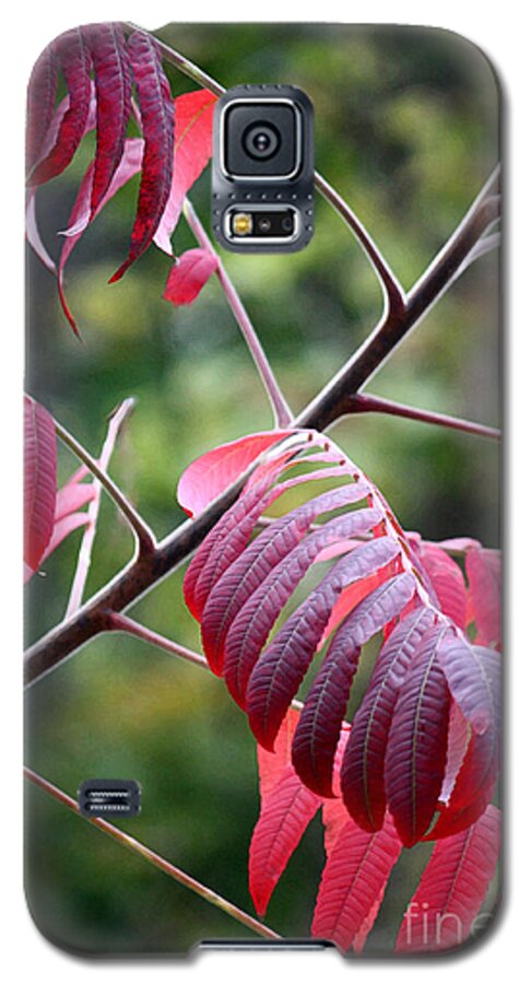 Colored Leaves Galaxy S5 Case featuring the photograph Best Red Dress Art Print by Penny Hunt by Penny Hunt