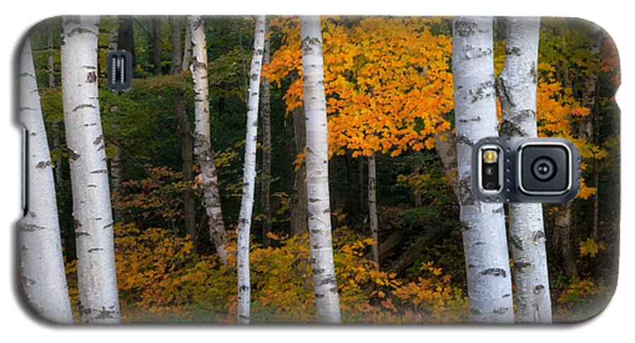 Autumn Galaxy S5 Case featuring the photograph Birch Tree Pan by Darylann Leonard Photography