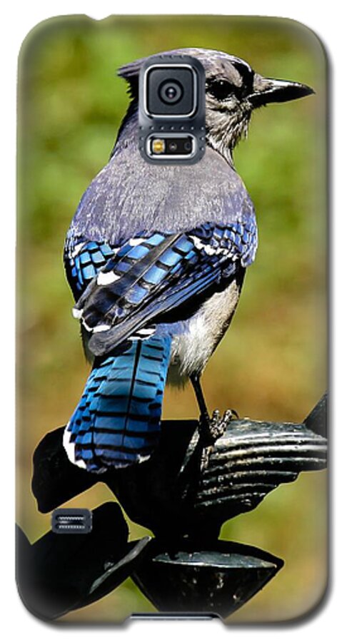 Bluejay Galaxy S5 Case featuring the photograph Bird on a bird by Robert L Jackson