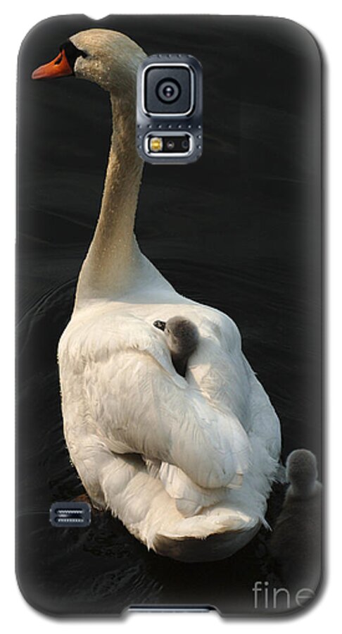 Swan Galaxy S5 Case featuring the photograph Birds Of A Feather Stick Together by Bob Christopher
