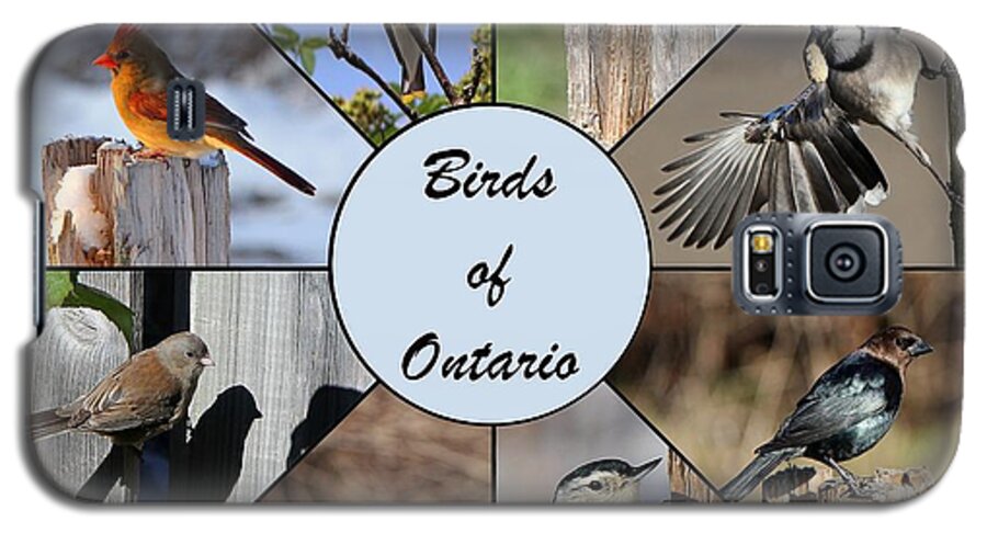 Birds Galaxy S5 Case featuring the photograph Birds of Ontario by Davandra Cribbie