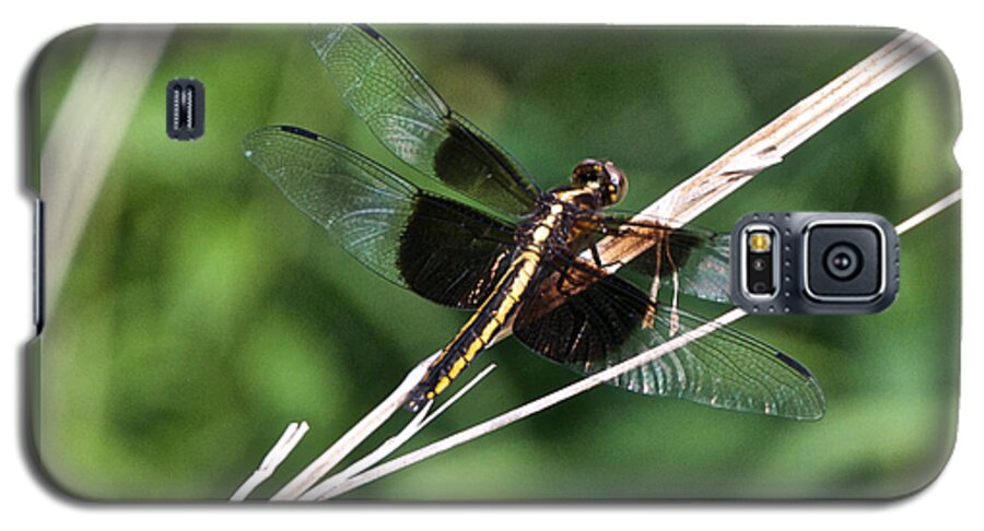 Bugs Galaxy S5 Case featuring the photograph Black and Gold Dragonfly by Kristin Hatt