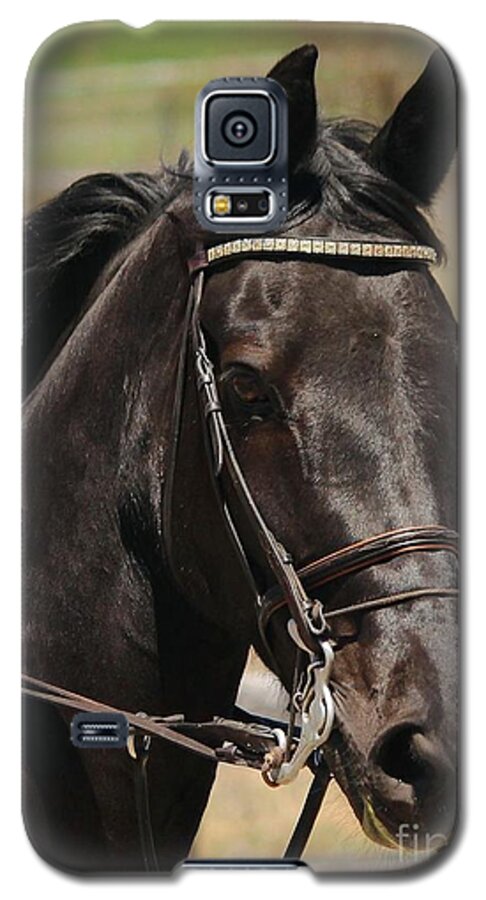 Horse Galaxy S5 Case featuring the photograph Black Mare Portrait by Janice Byer