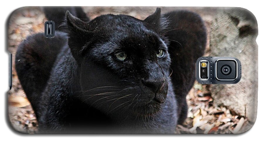 Panther Galaxy S5 Case featuring the photograph Black Panther by Judy Vincent