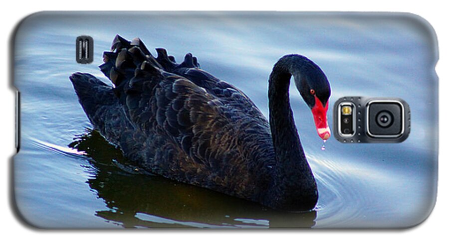 Swan Galaxy S5 Case featuring the photograph Black Swan by Cassandra Buckley