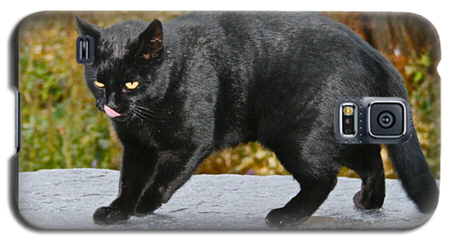Cats Galaxy S5 Case featuring the photograph Blackjack Licking His Nose by Kristin Hatt