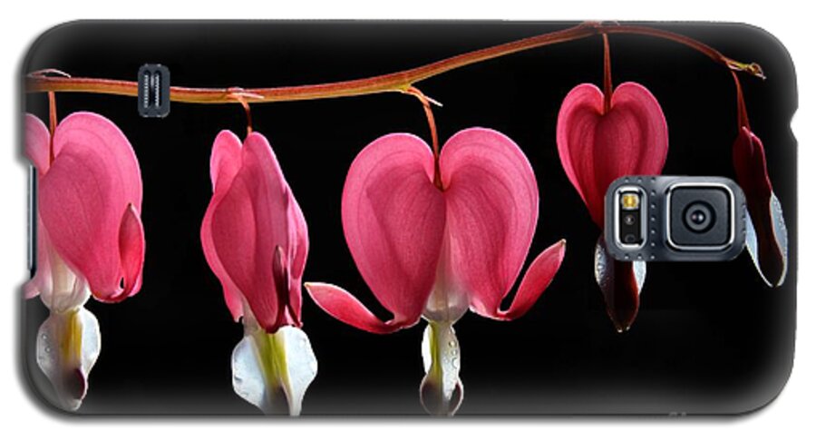 Bleeding Galaxy S5 Case featuring the photograph Bleeding Hearts by Cassie Marie Photography