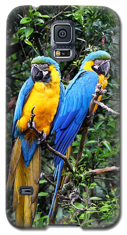 Macaws Galaxy S5 Case featuring the photograph Blue and Yellow Macaws by James Brunker