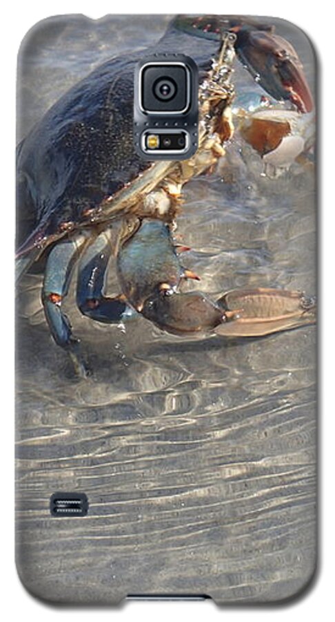 Blue Crab Galaxy S5 Case featuring the photograph Blue Crab Chillin by Robert Nickologianis