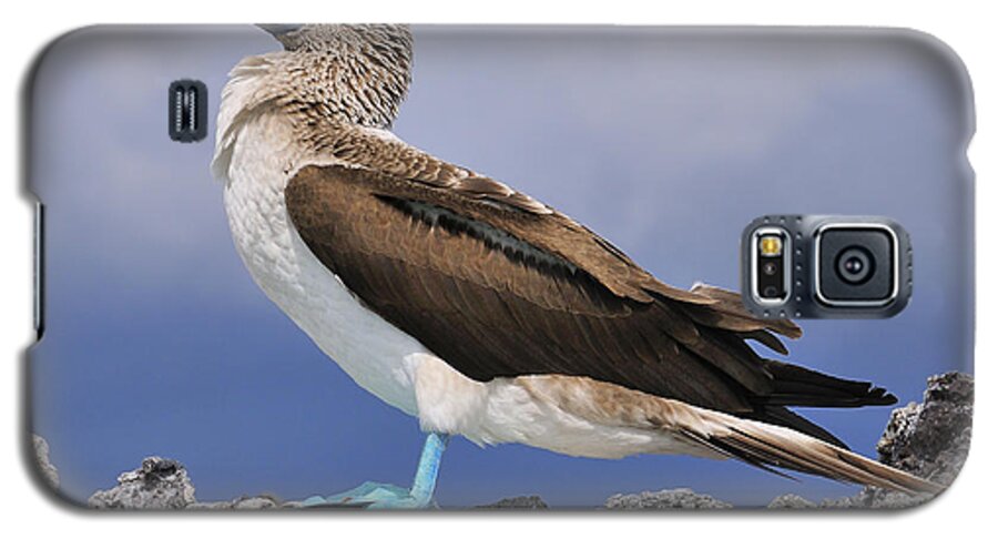 Blue-footed Booby Galaxy S5 Case featuring the photograph Blue-footed Booby by Tony Beck