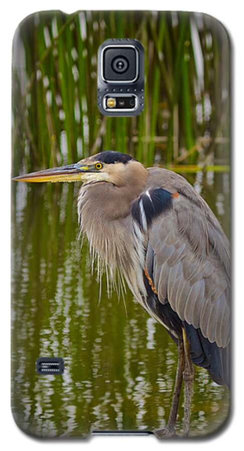 Great Blue Heron Galaxy S5 Case featuring the photograph Blue Heron by Duncan Selby