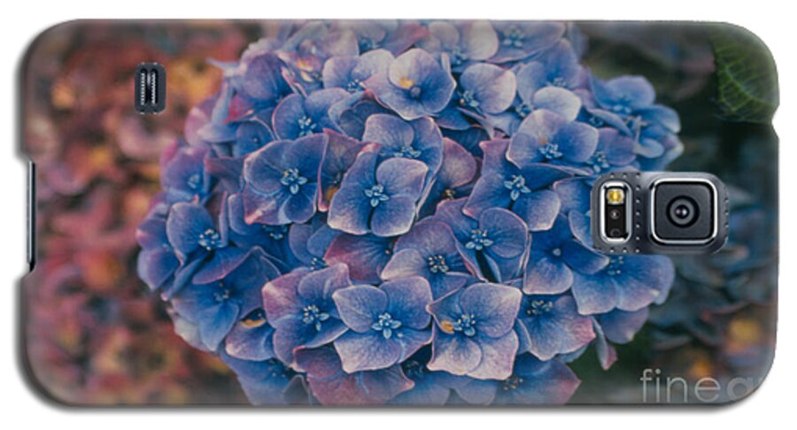 Hydrangea Galaxy S5 Case featuring the photograph Blue Hydrangea by Heather Kirk