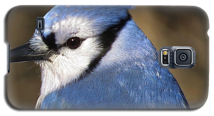 Blue Jay Galaxy S5 Case featuring the photograph Blue Jay Profile by MTBobbins Photography