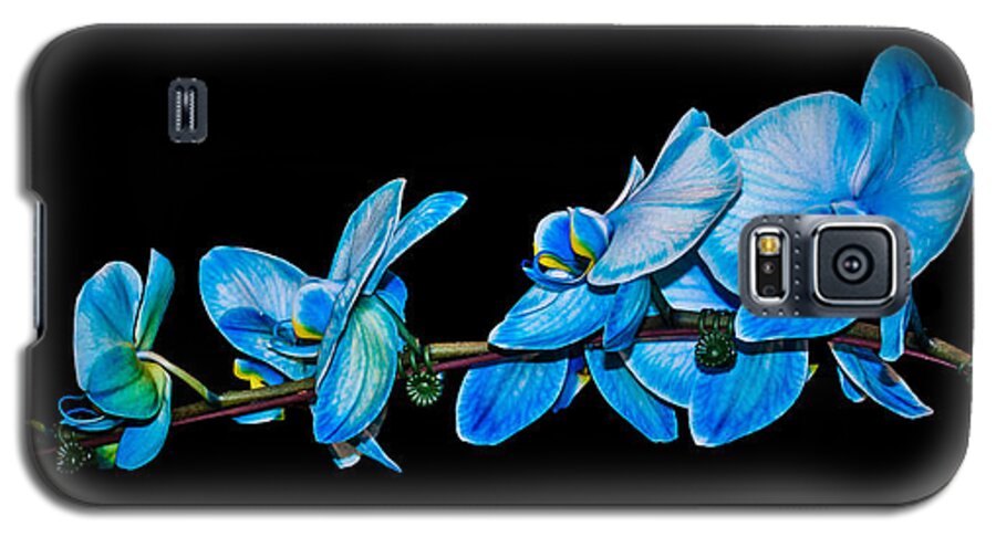 Black Background Galaxy S5 Case featuring the photograph Blue Phalaenopsis orchid by Len Romanick