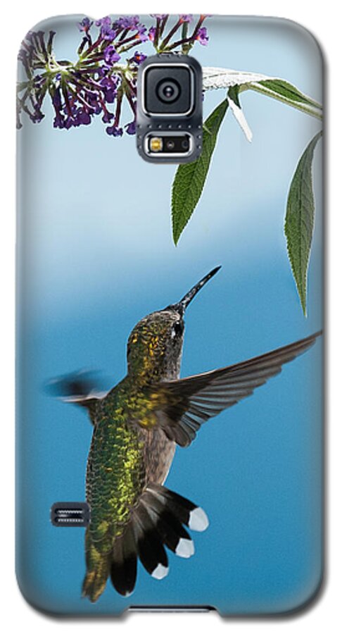 Hummingbird Galaxy S5 Case featuring the photograph Blue Ridge Hummingbird by Lara Ellis