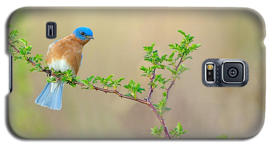 Bluebird Galaxy S5 Case featuring the photograph Bluebird Breeze by William Jobes