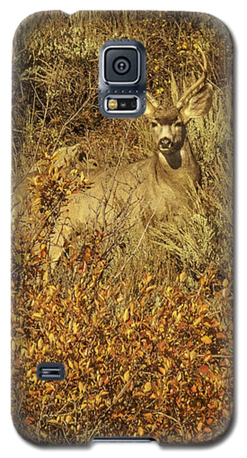 Buck Mule Deer Galaxy S5 Case featuring the photograph Bobby Buck by Daniel Hebard