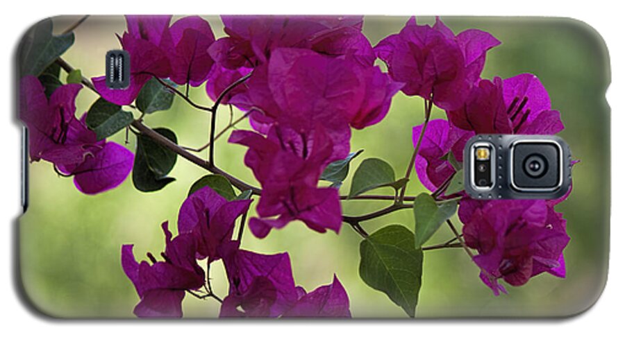 Fred Larson Galaxy S5 Case featuring the photograph Bougainvillea by Fred Larson