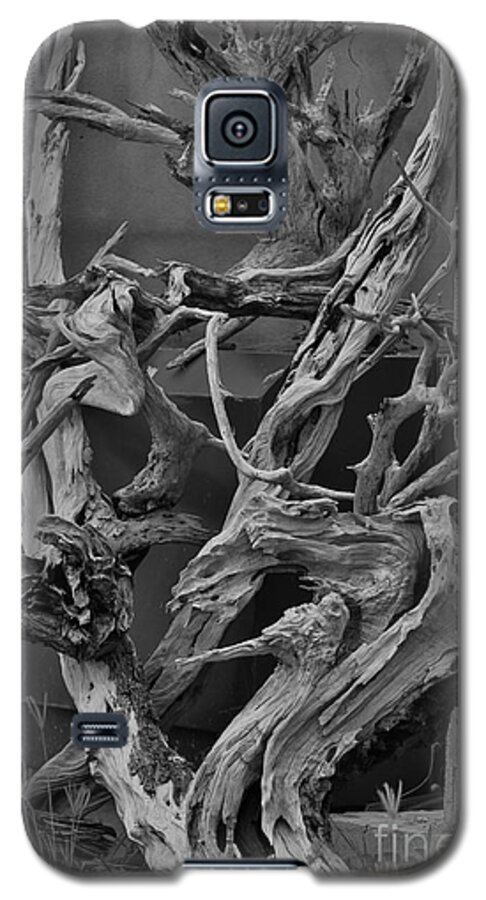 Tree Galaxy S5 Case featuring the photograph Branches by Mina Isaac