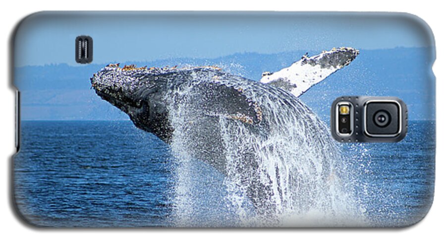 Humpback Galaxy S5 Case featuring the photograph Breaching Humpback by Deana Glenz