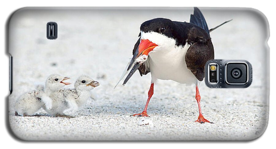 black Skimmers black Skimmer Adult Galaxy S5 Case featuring the photograph Breakfast. by Evelyn Garcia