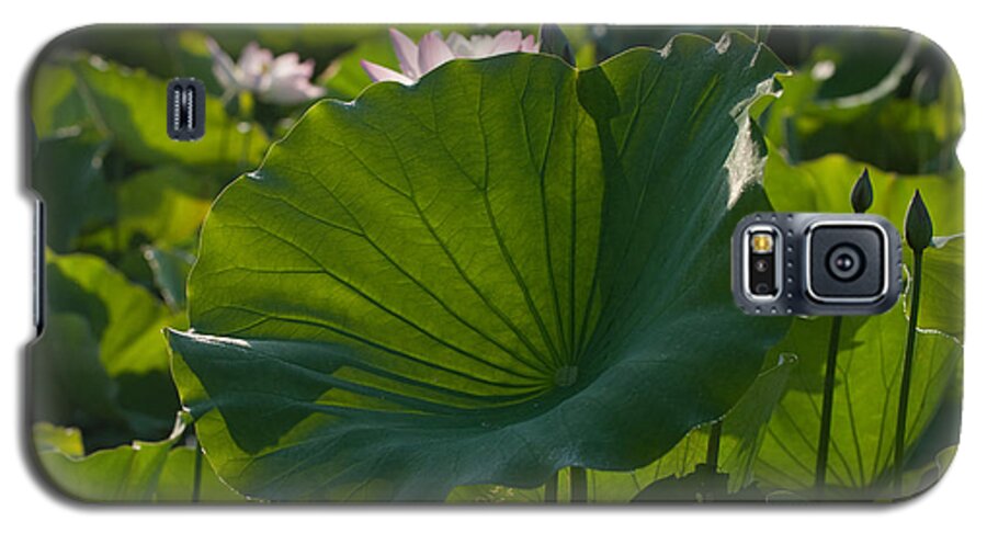 Bloom Galaxy S5 Case featuring the photograph Broad Lily Leaf by Dennis Dame
