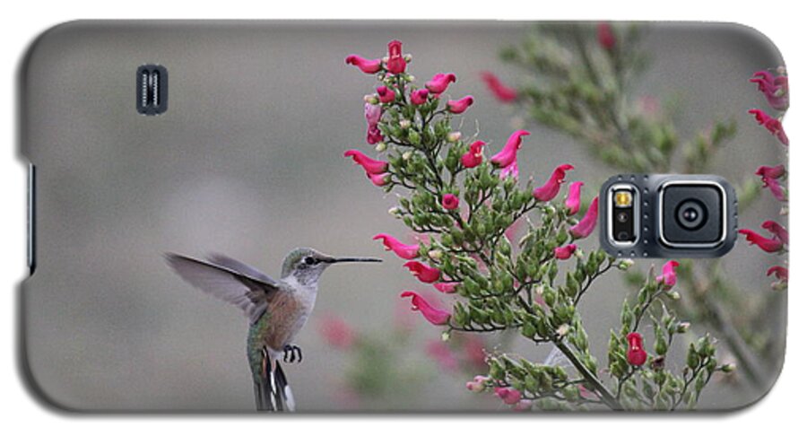 Bird Galaxy S5 Case featuring the photograph Broad Tail Hummingbird by Trent Mallett
