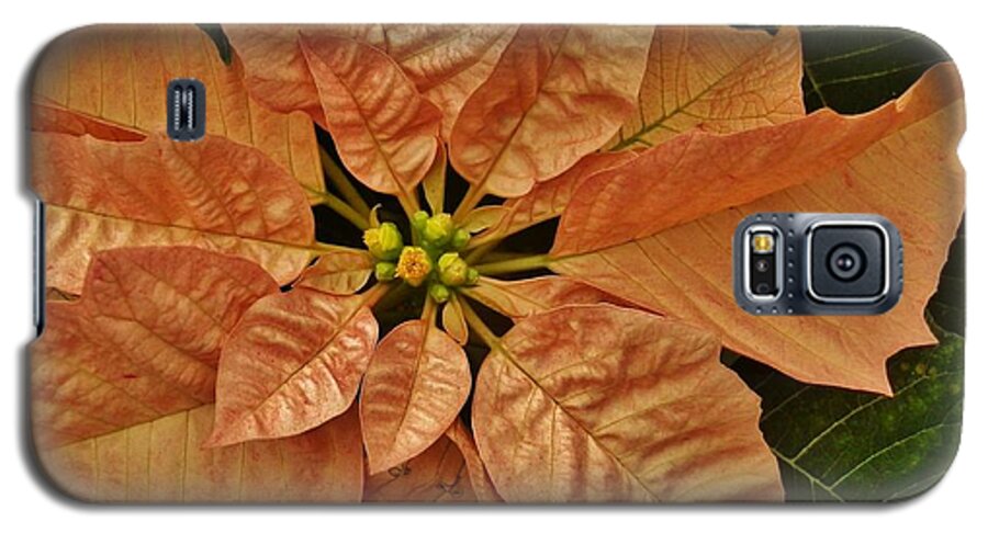 Flower Galaxy S5 Case featuring the photograph Bronze Poinsettia 3 by VLee Watson
