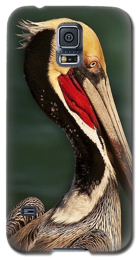 Photography Galaxy S5 Case featuring the photograph Brown Pelican Portrait by Lee Kirchhevel