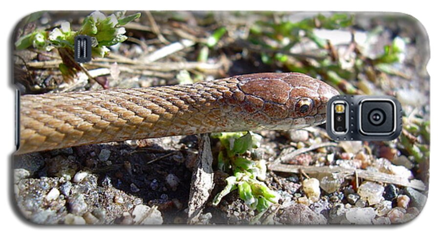 Snake Galaxy S5 Case featuring the photograph Brown Snake by Kent Lorentzen