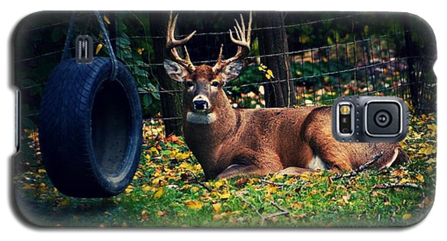 Buck Galaxy S5 Case featuring the photograph Buck in the Back Yard by Frank J Casella