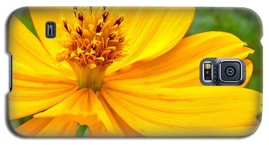 Yellow Flower Galaxy S5 Case featuring the photograph Budding Bouquet by Kelly Holm