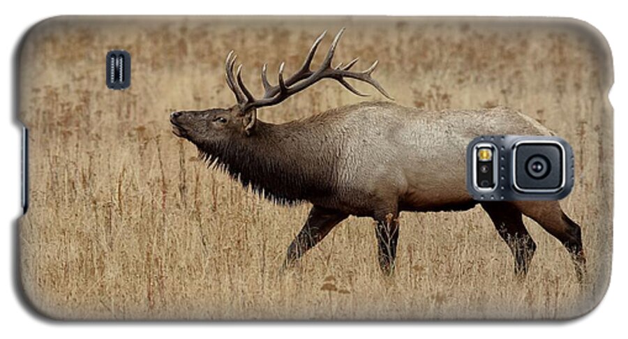 Bugling Bull Elk Galaxy S5 Case featuring the photograph Bugling Bull by Daniel Behm