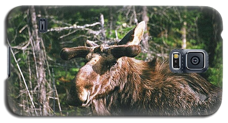 Moose Galaxy S5 Case featuring the photograph Bull moose in spring by David Porteus
