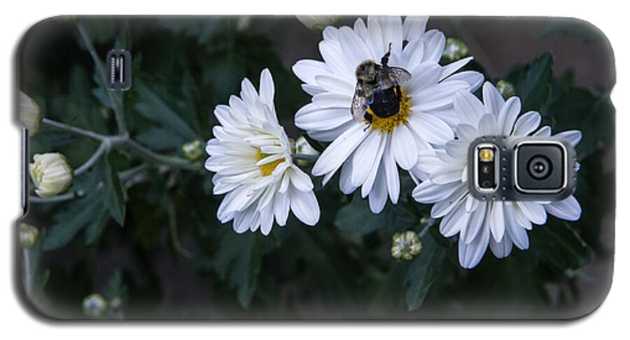 Daisy Galaxy S5 Case featuring the photograph Bumblebee on Daisy by Louise St Romain
