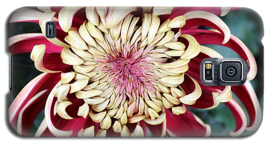 Mum Galaxy S5 Case featuring the photograph Burgandy Mum by Mary Haber